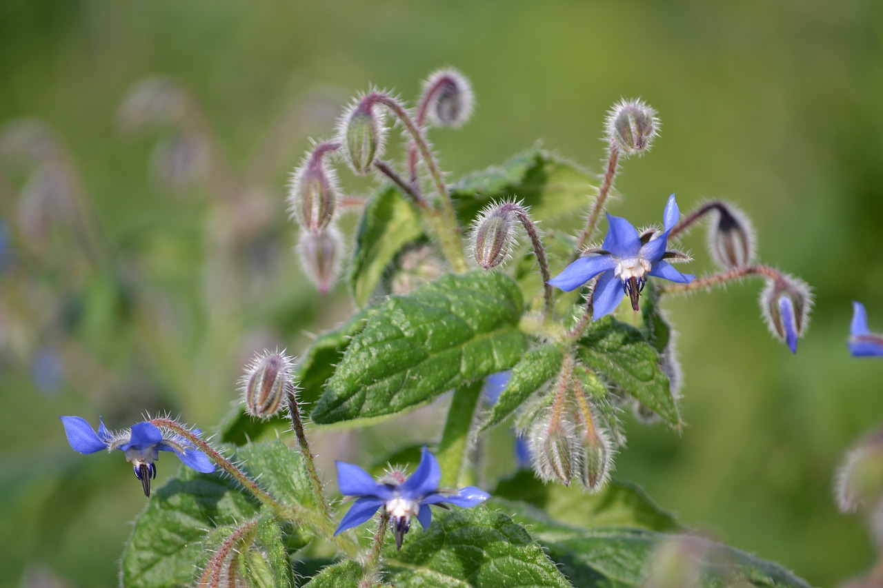 flower flowers of the field blue free photo