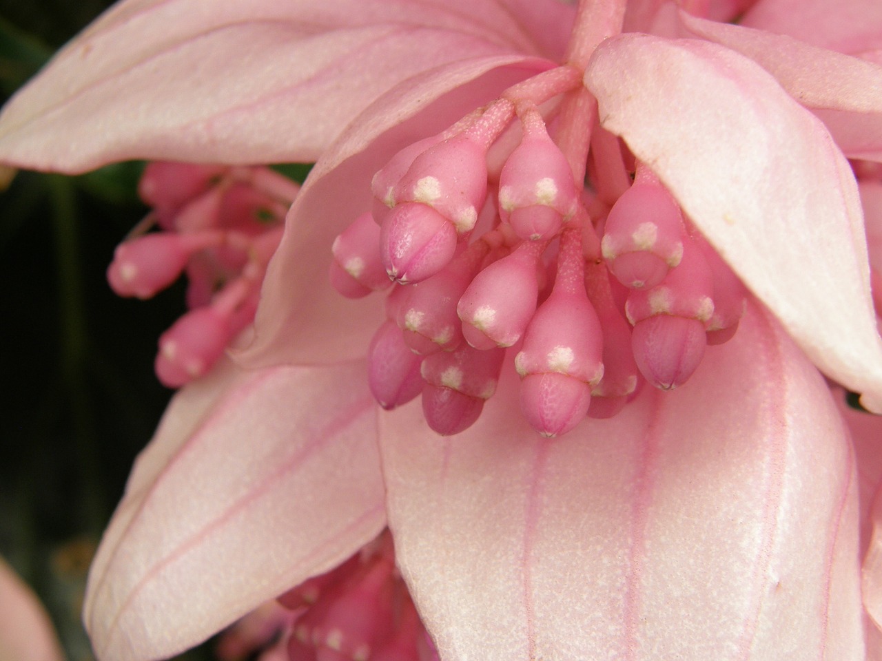 flower exotica pink free photo