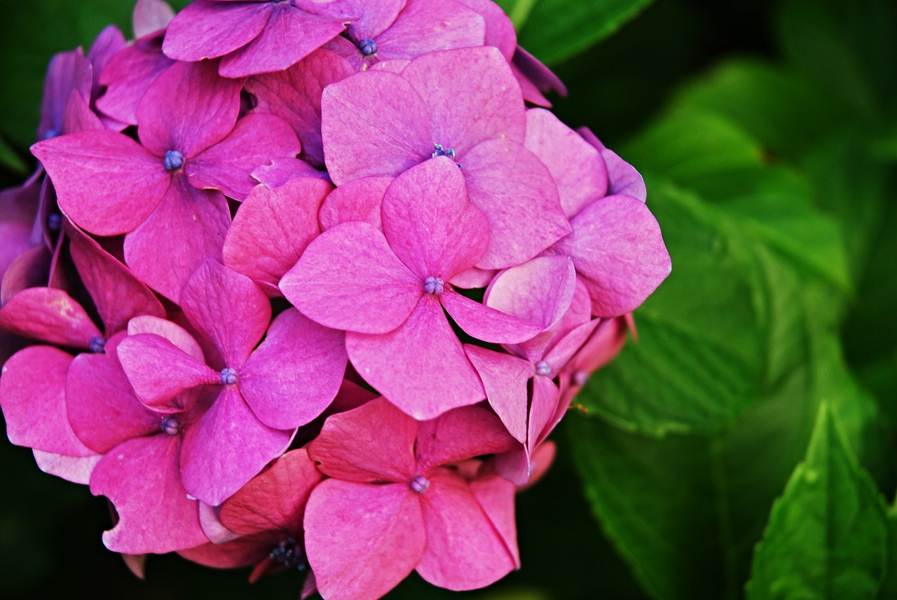 flower hydrangea macro free photo