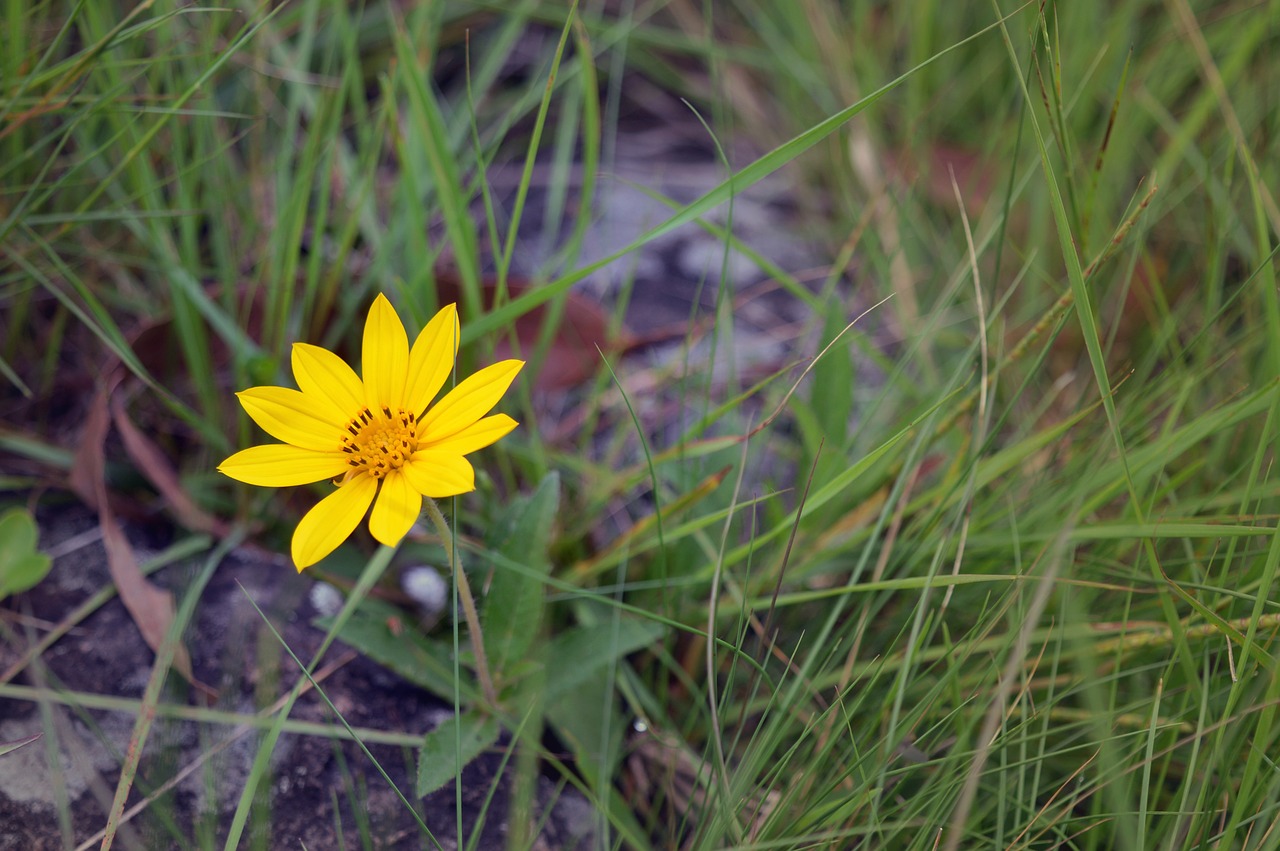 flower nature garden free photo