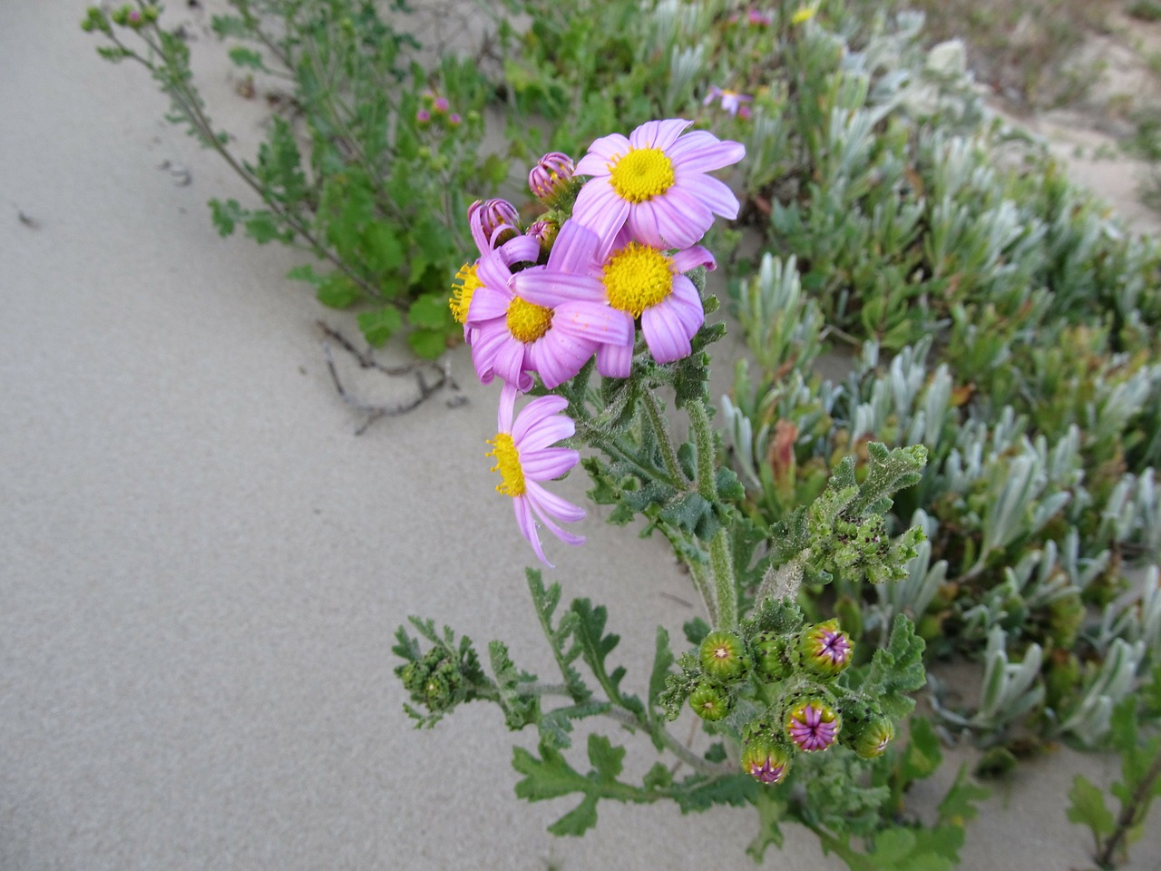 flower wild flower beach free photo