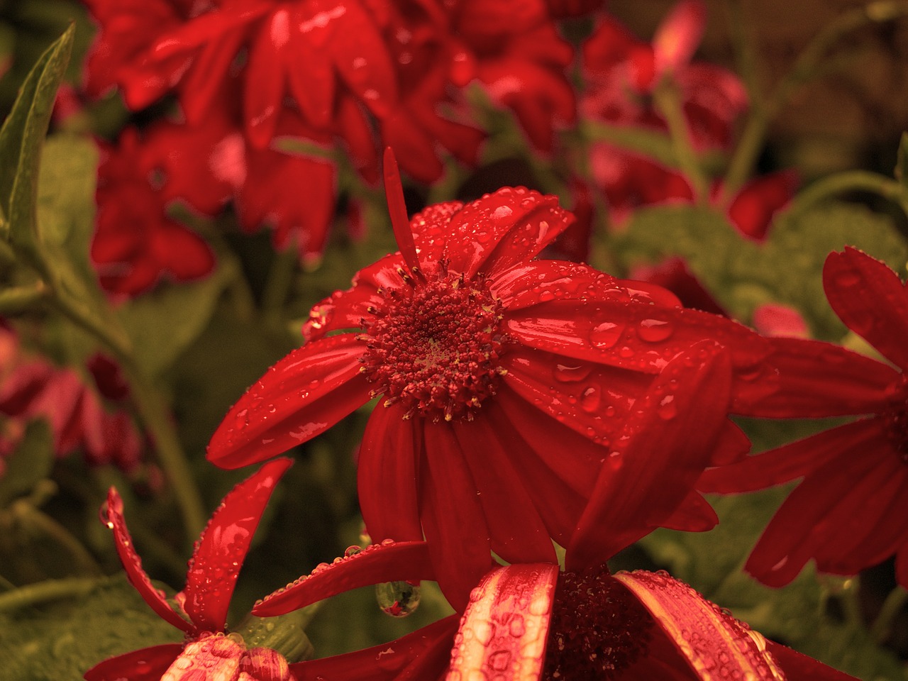 flower red drip free photo