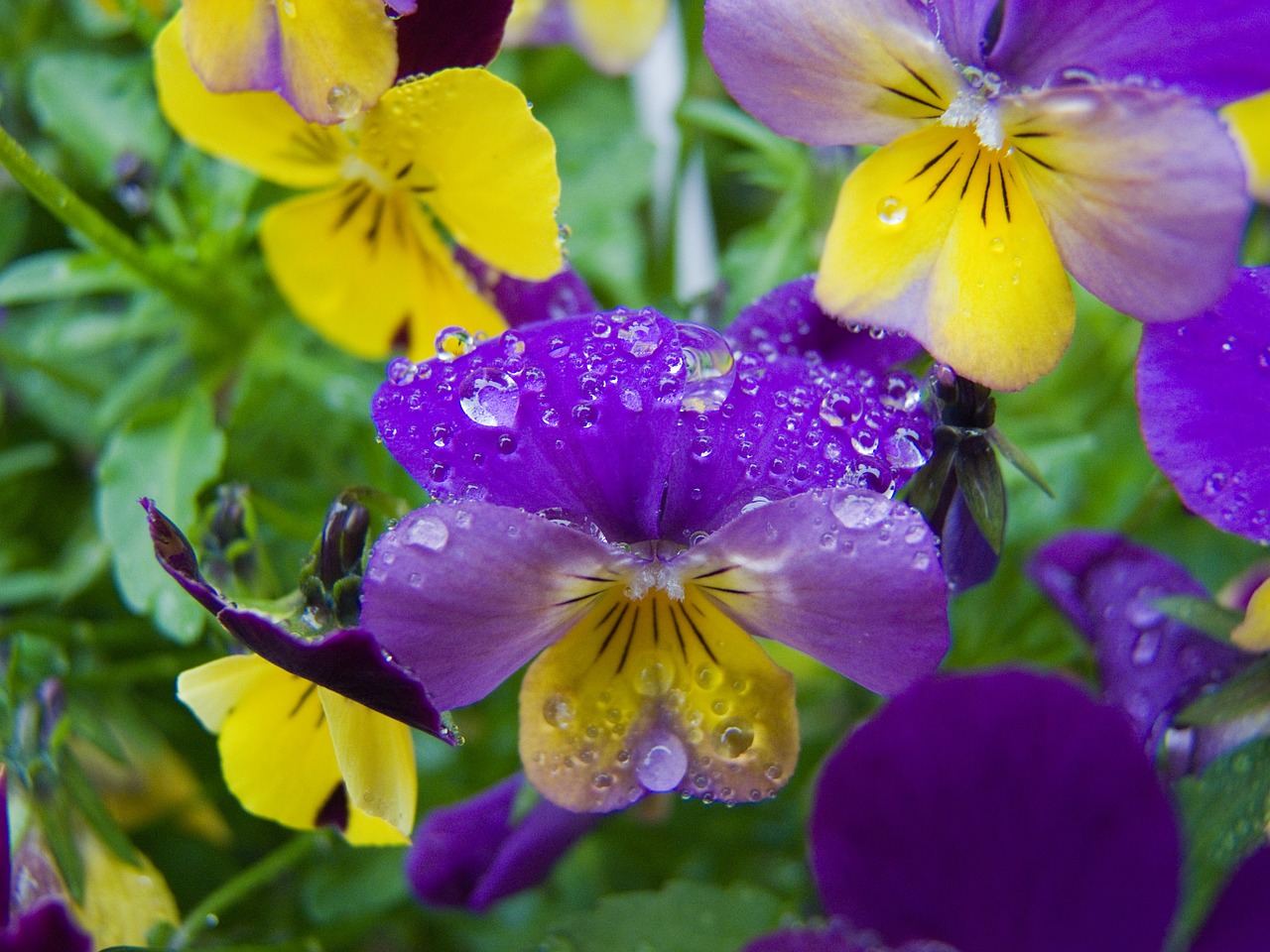 flower pansy drip free photo