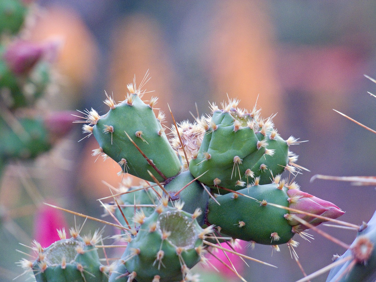 flower cactus pink free photo