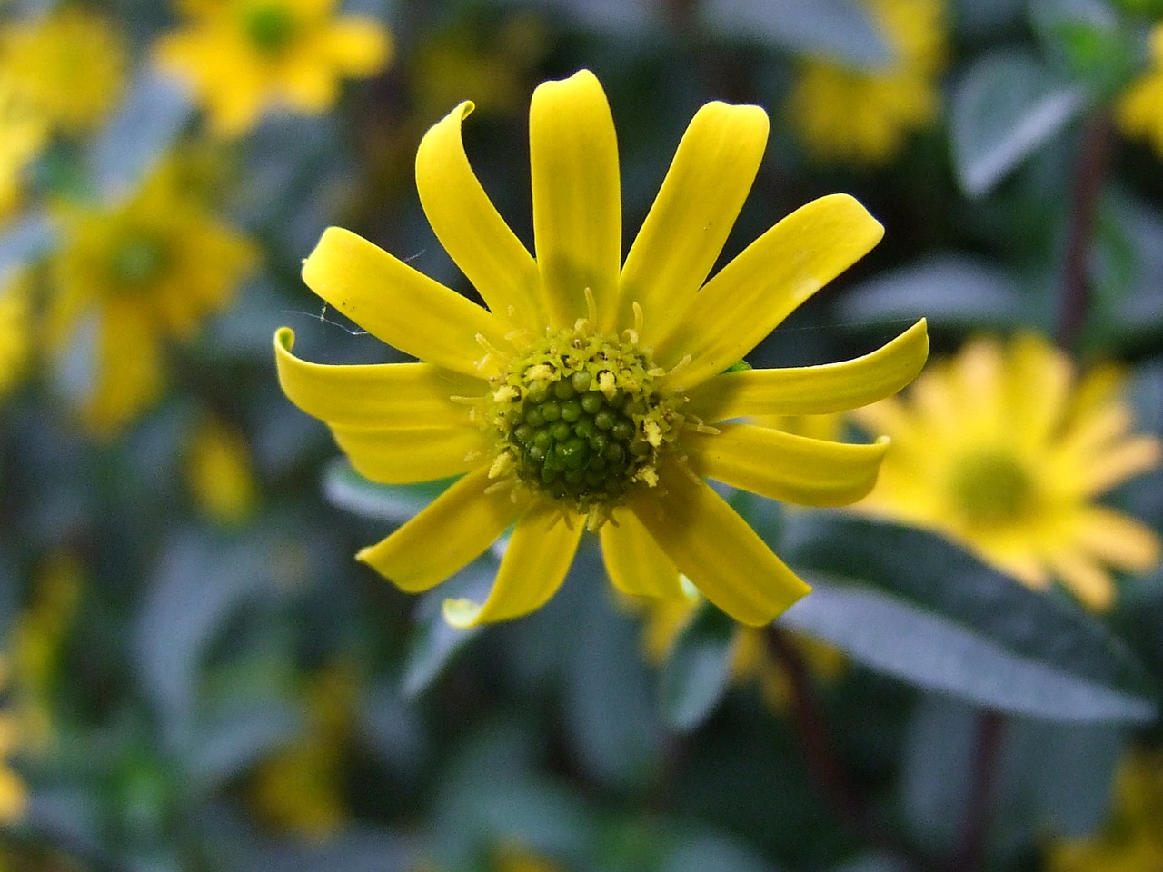 flower yellow nature free photo