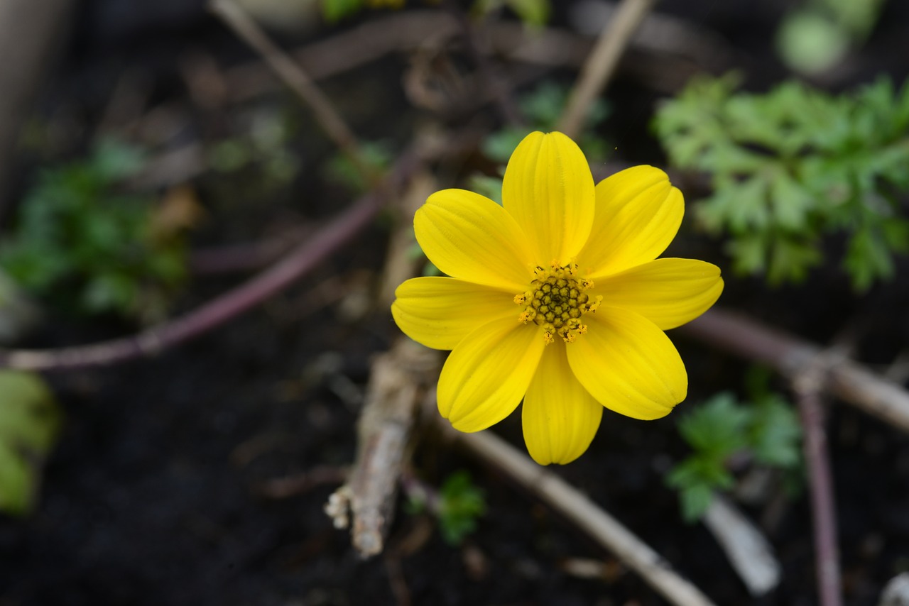 flower spring marguerite free photo