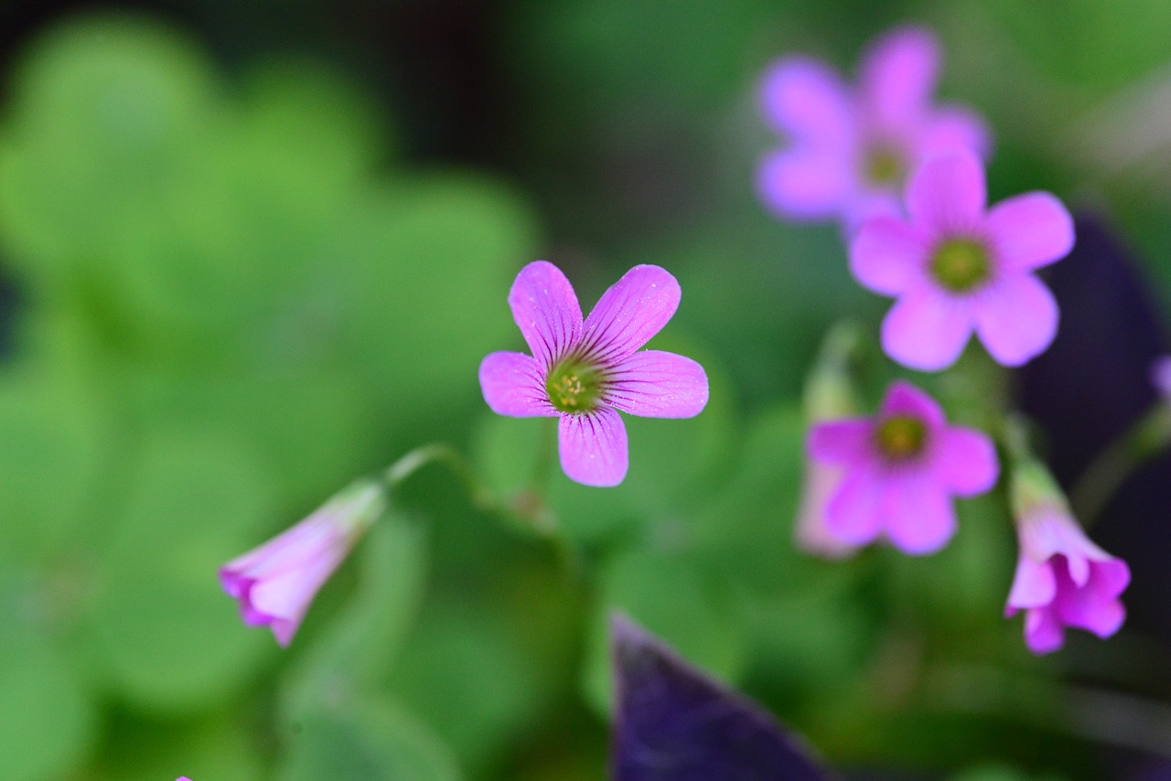 flower spring marguerite free photo