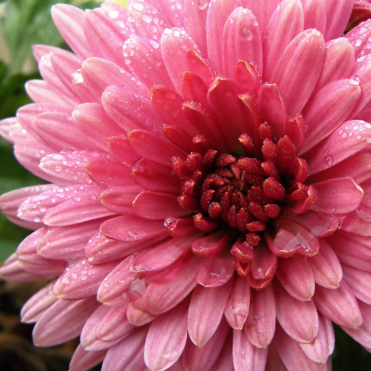 flower the chrysanthemum garden free photo