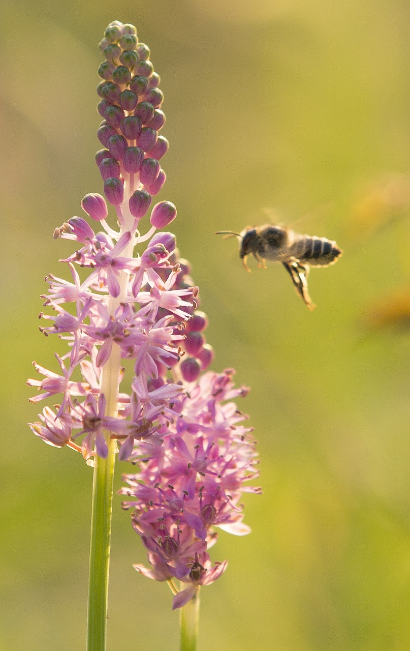 flower plant bee free photo