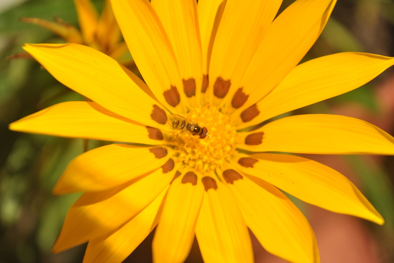 flower yellow flower bee free photo