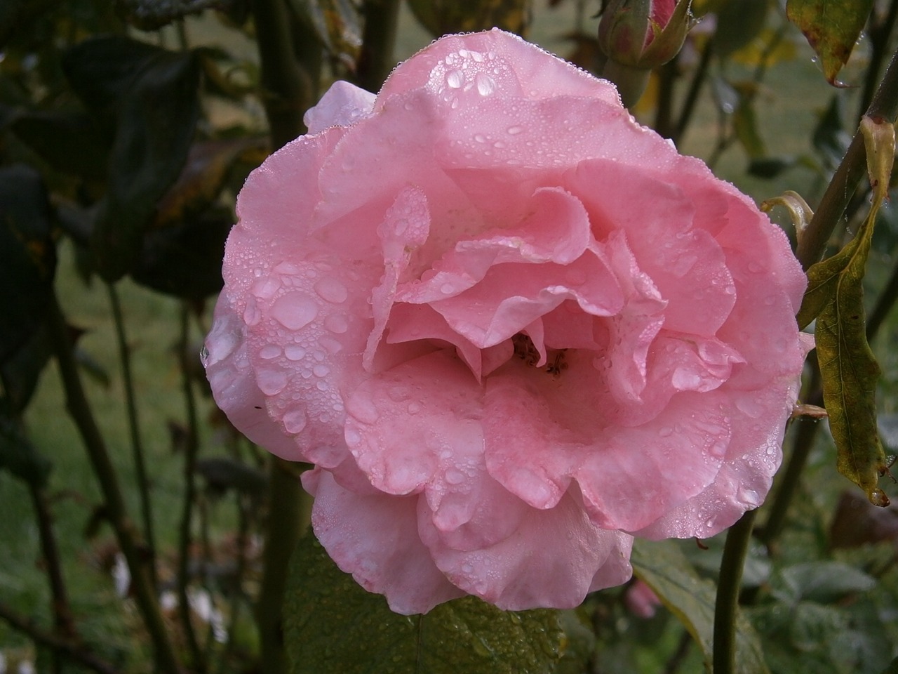 flower pink pink flowers free photo