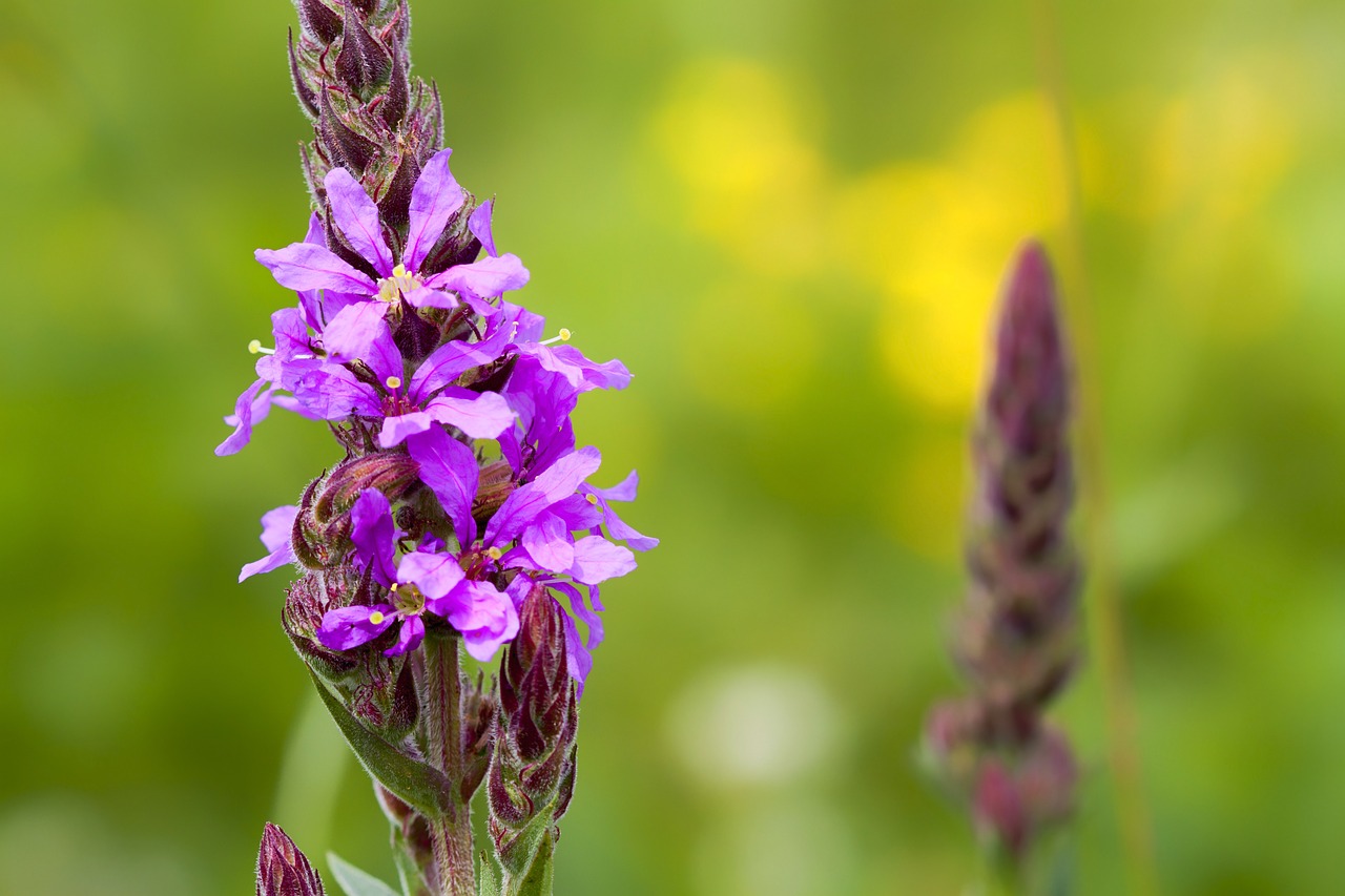 flower nature macro free photo