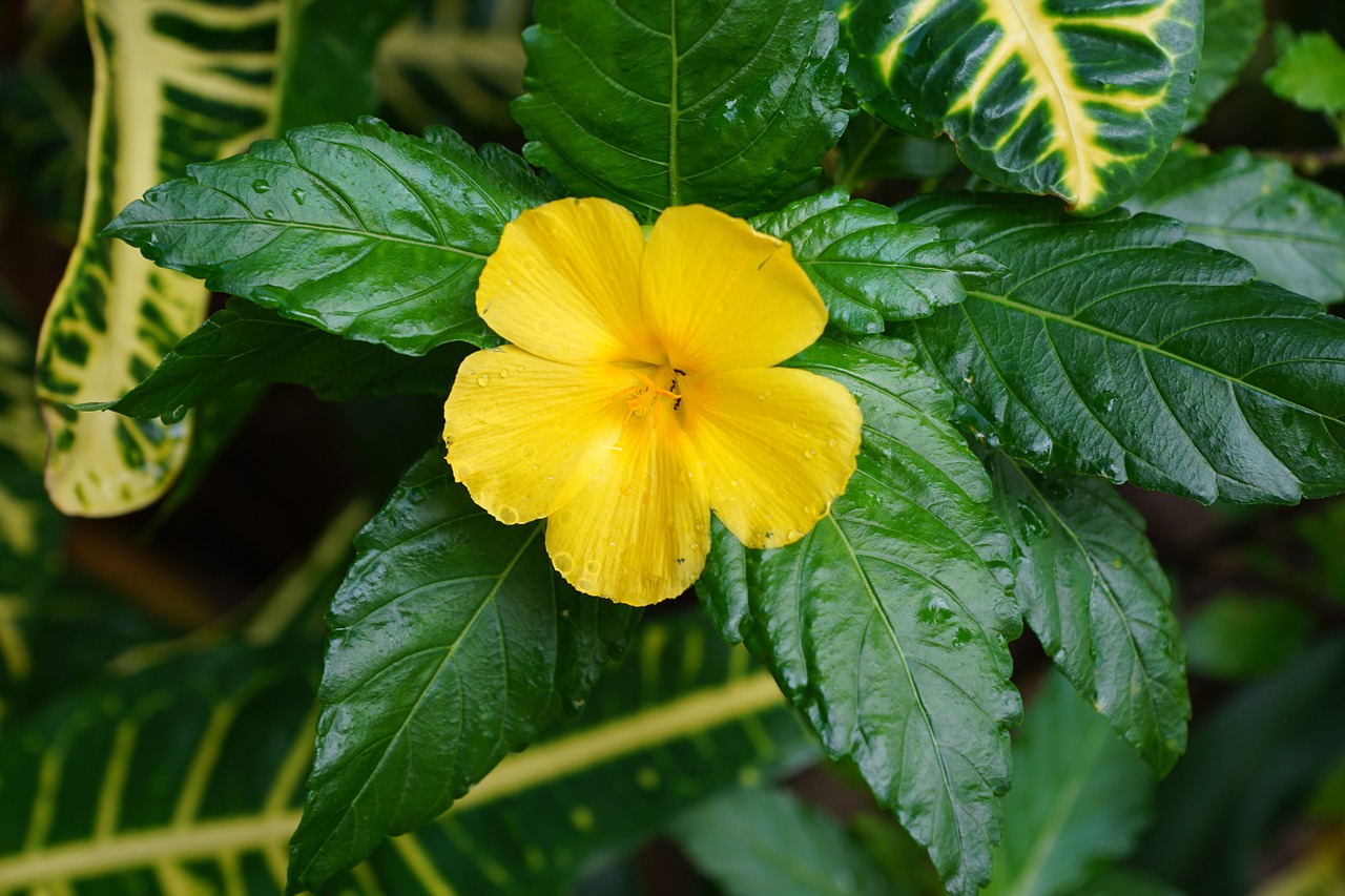 flower hibiscus yellow free photo