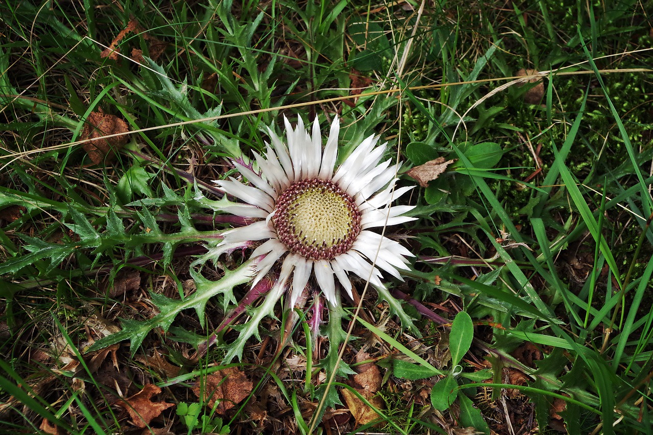 stemless carline thistle flower flora free photo