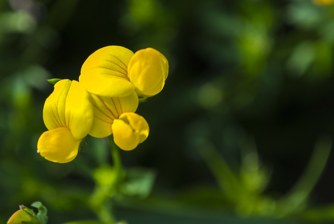 flower yellow macro free photo