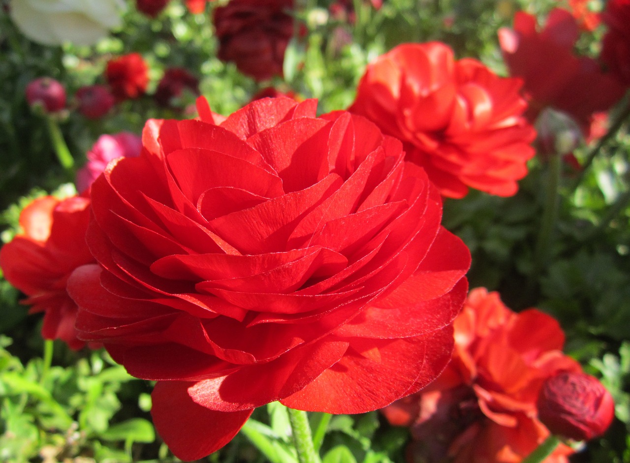 flower red red flower free photo