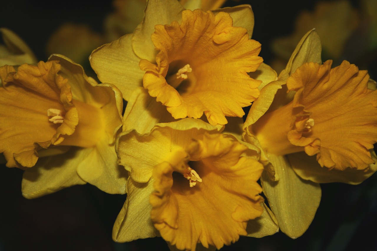 flower easter lily free photo