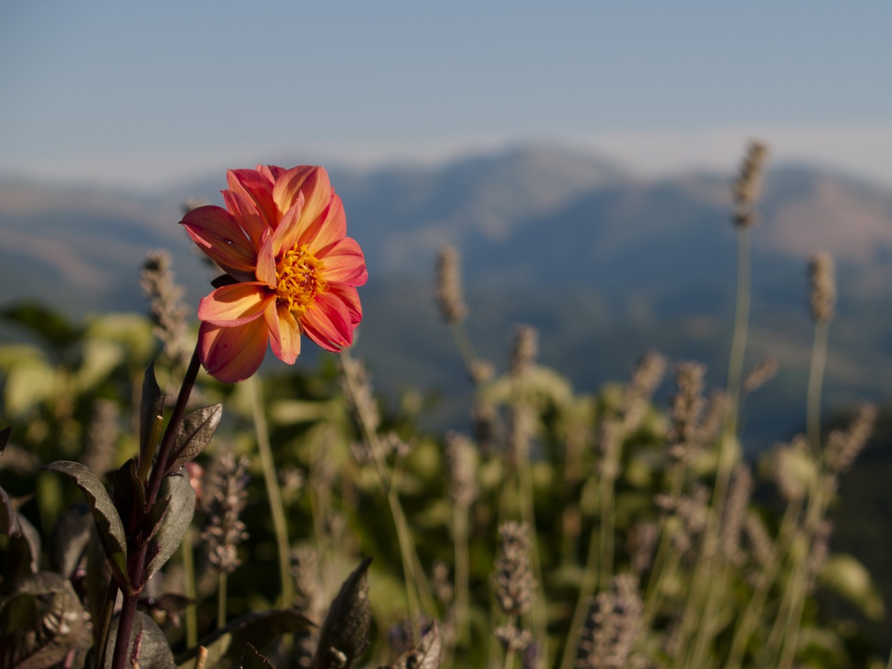 flower mountain flowers free photo