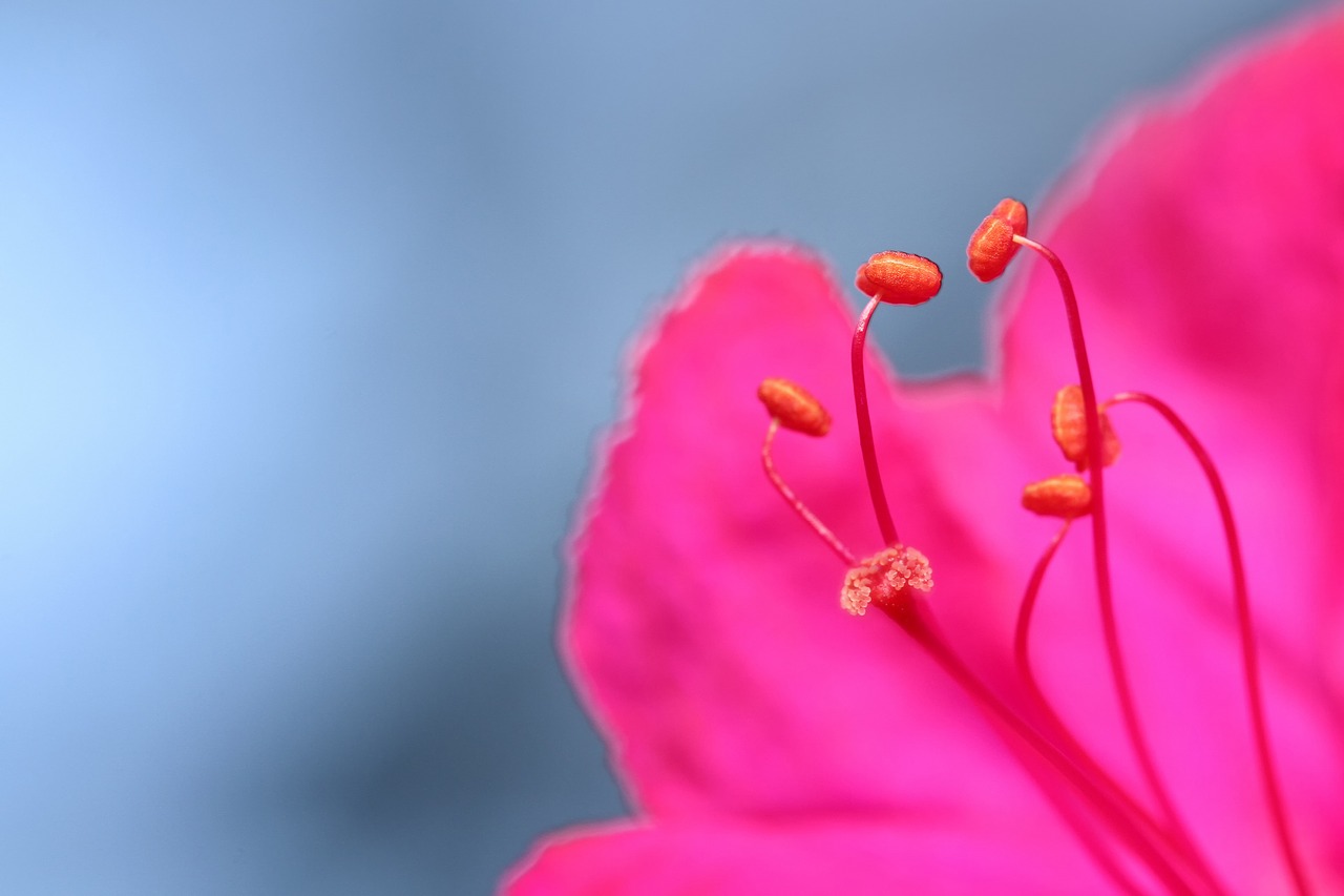 flower close up macro free photo