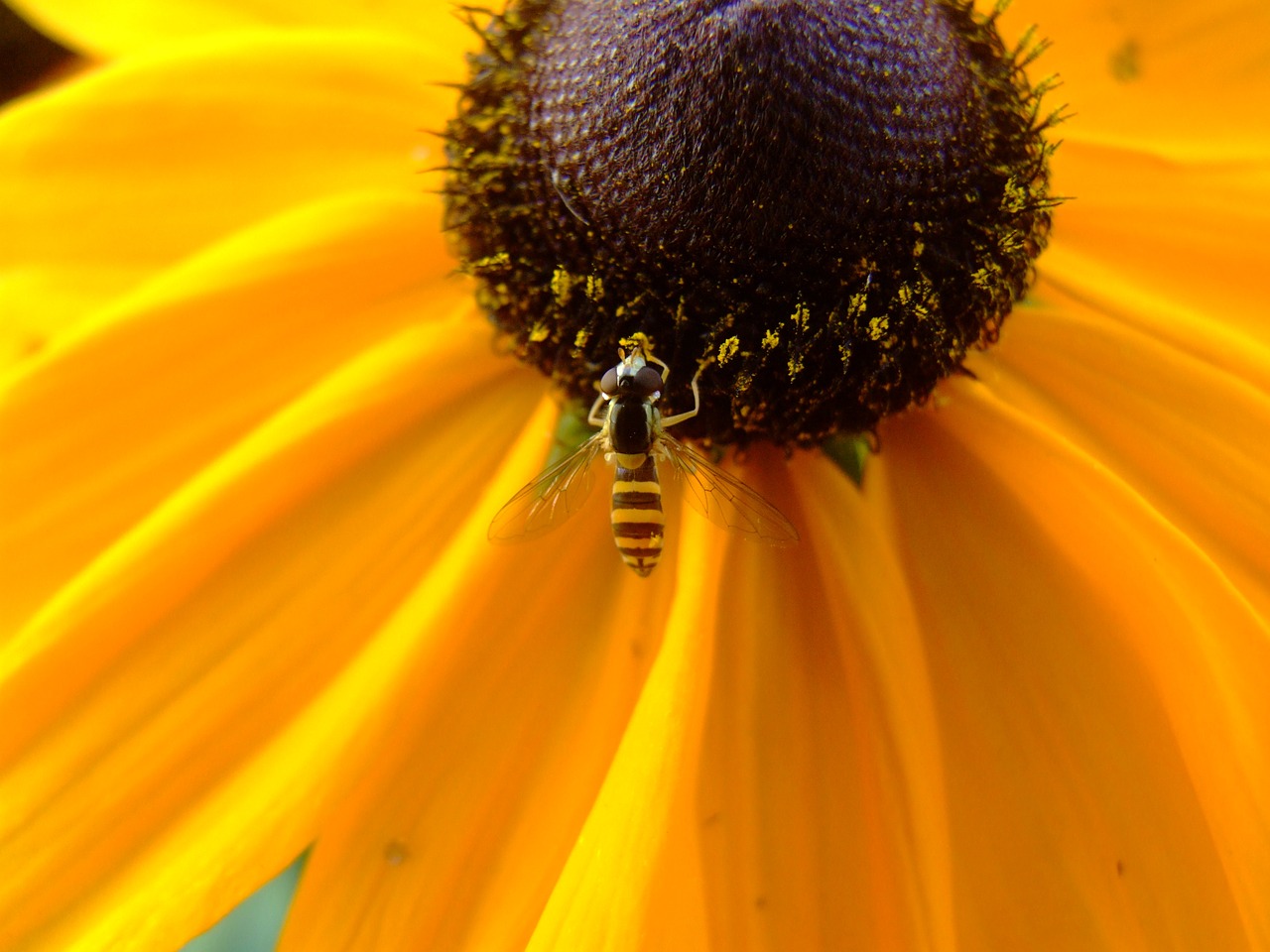 flower insect wasp free photo