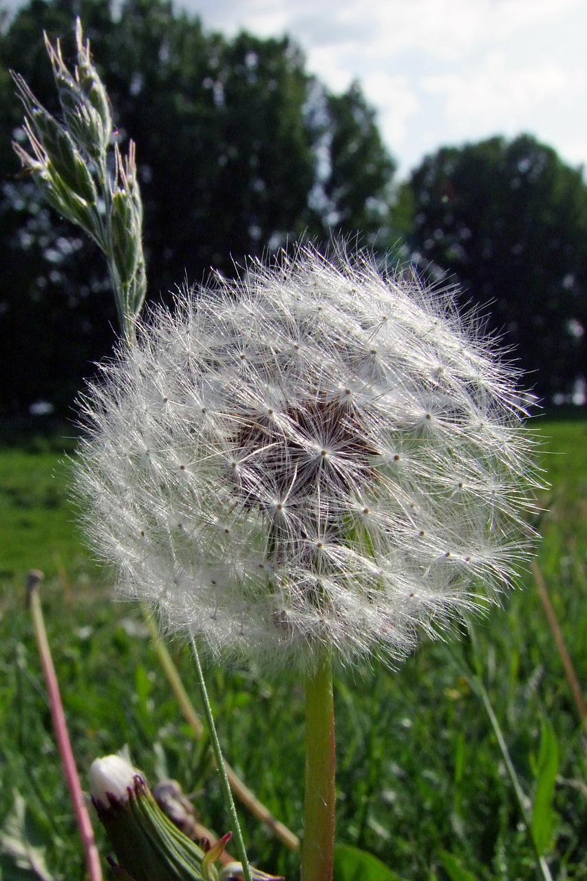 flower dandelion nature free photo