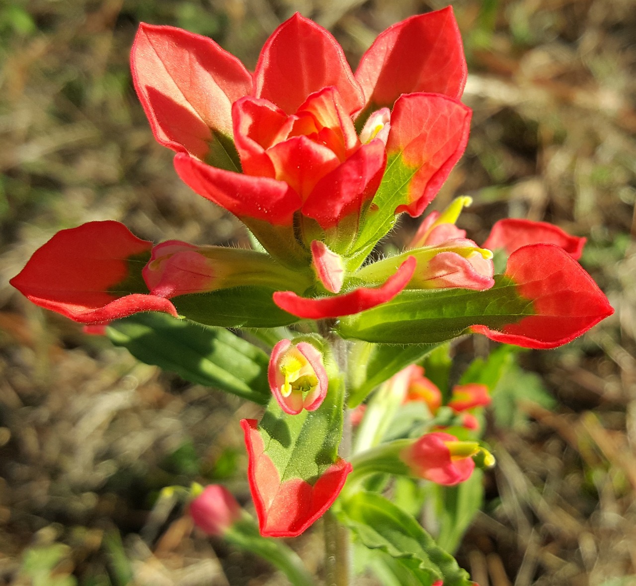 scarlet painted-cup scarlet indian paintbrush flower free photo