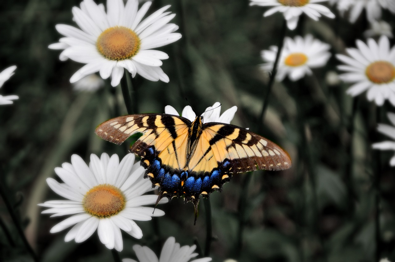 flower butterfly garden free photo