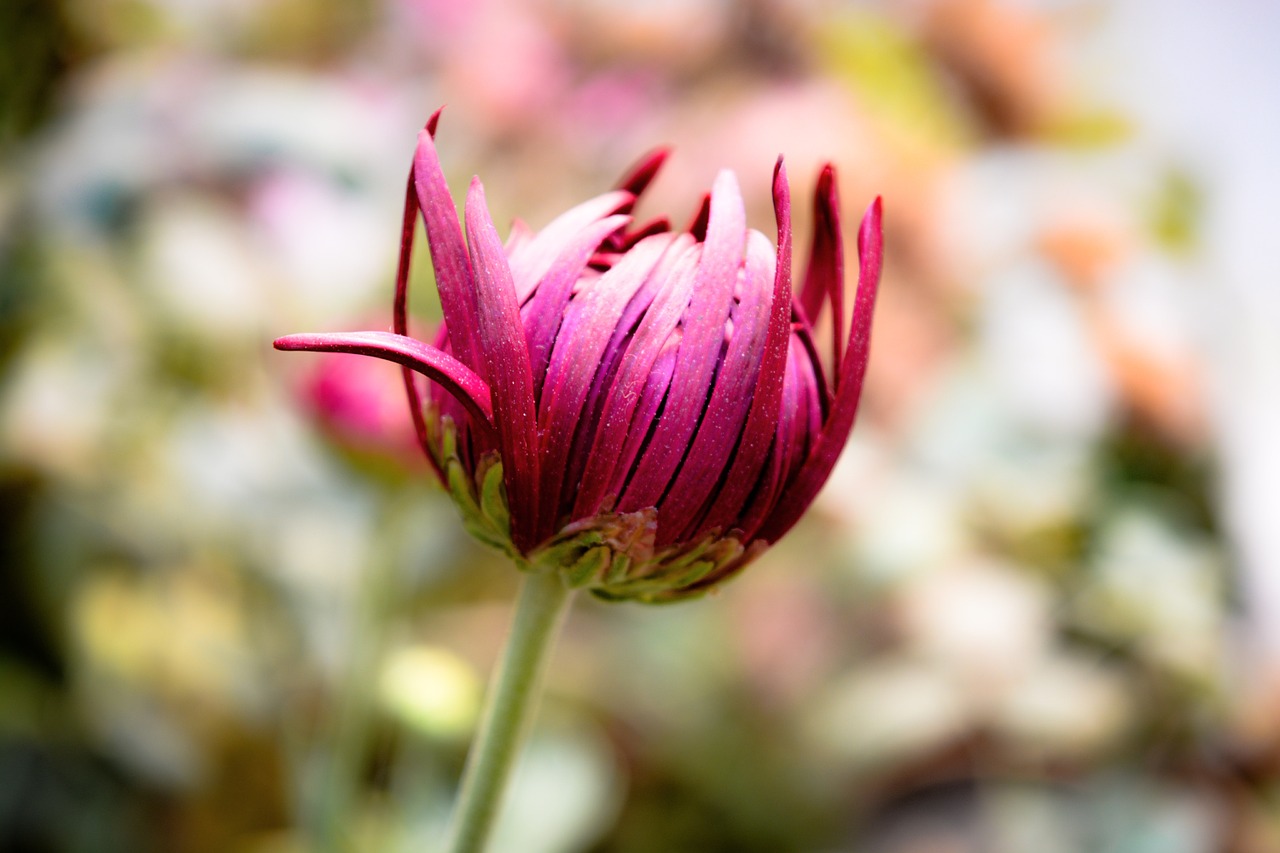 flower bud nature free photo