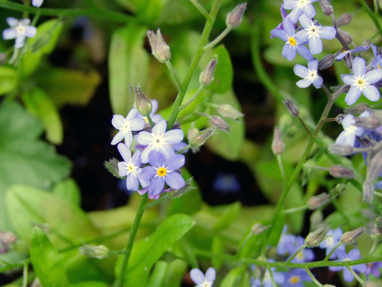 flower blue forget me not free photo