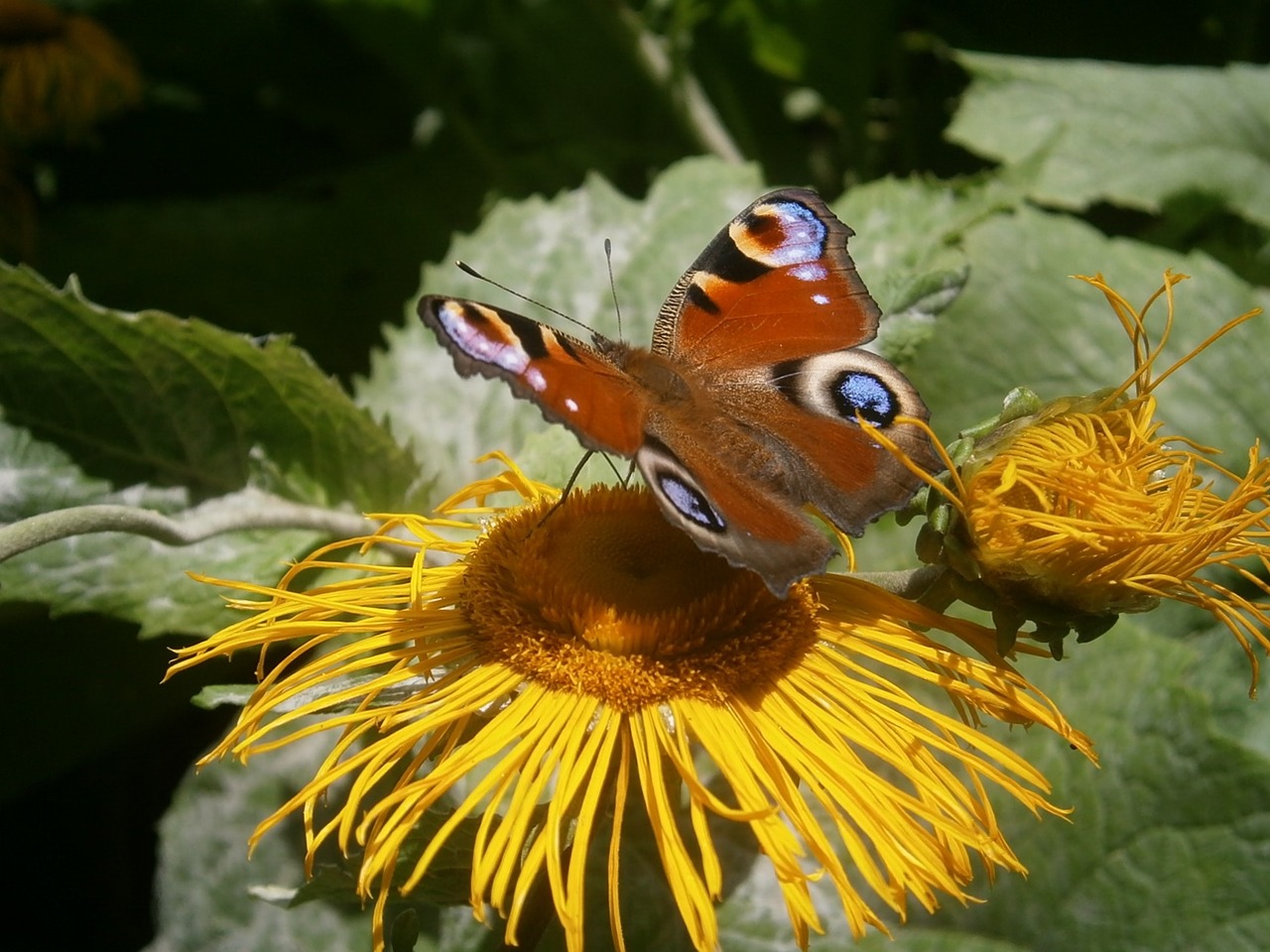 flower butterfly guppy free photo