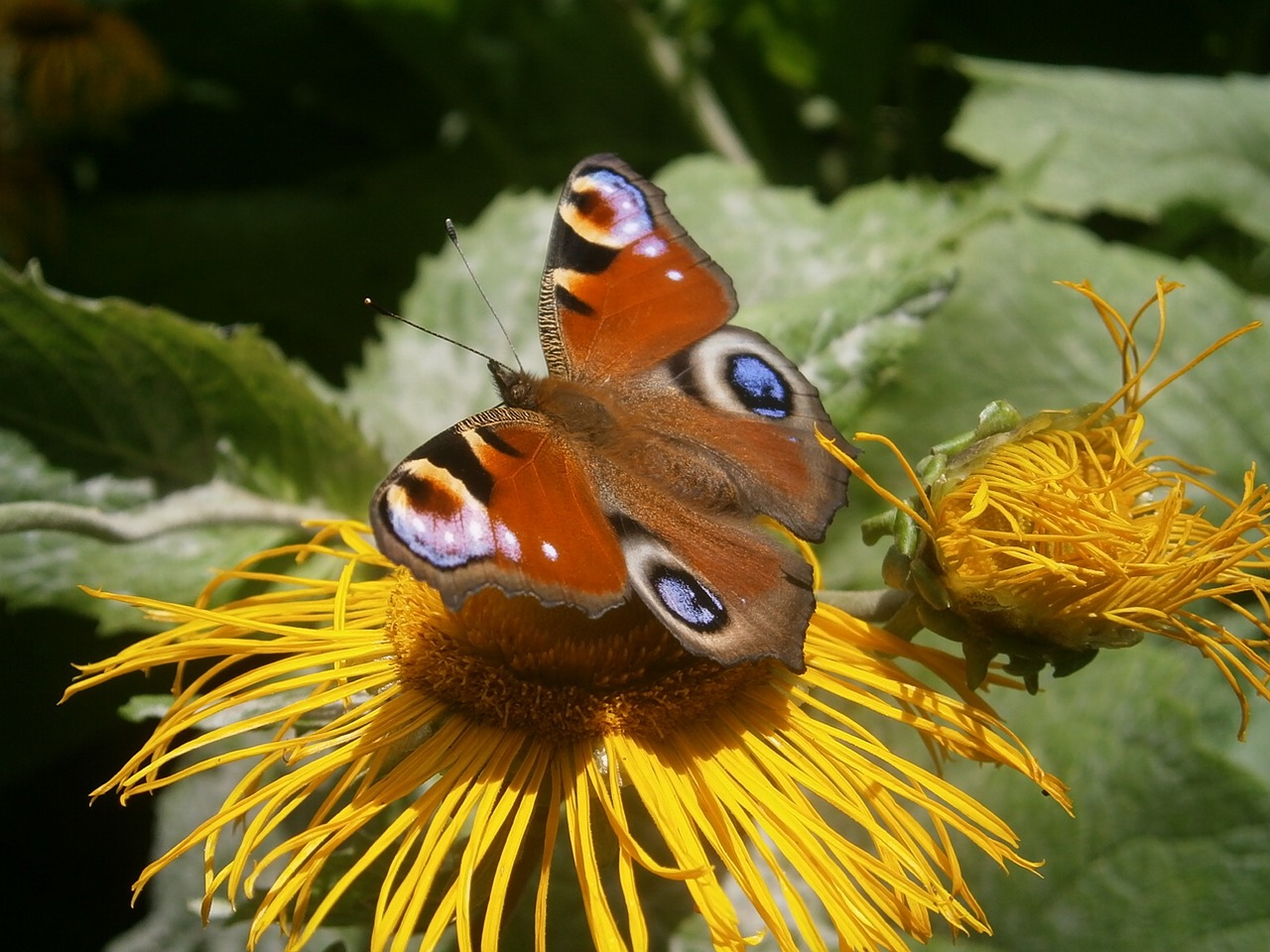 flower butterfly guppy free photo