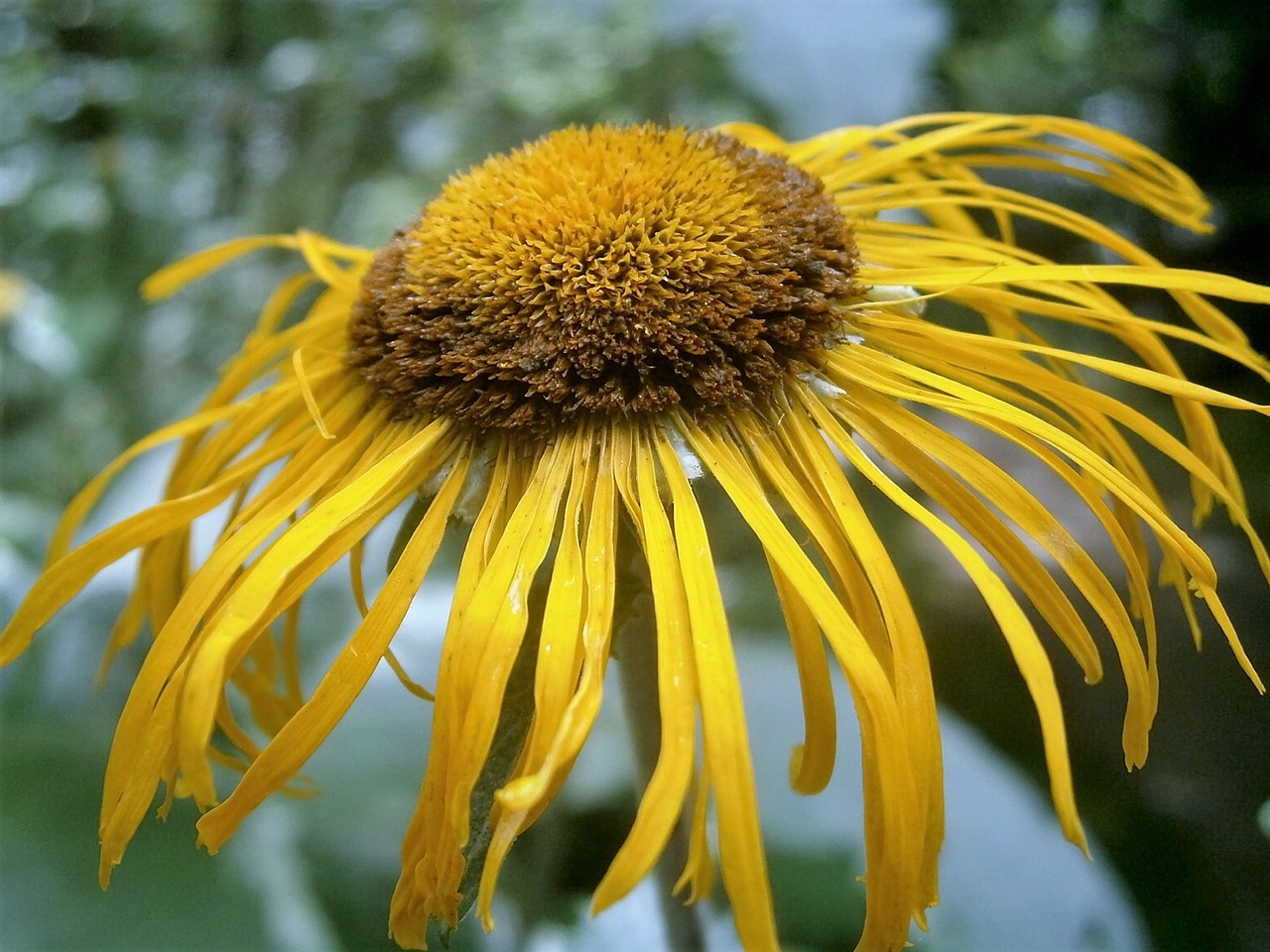 flower yellow plant free photo