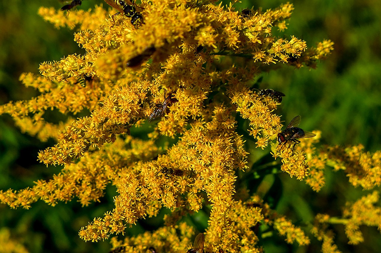 flower yellow nature free photo