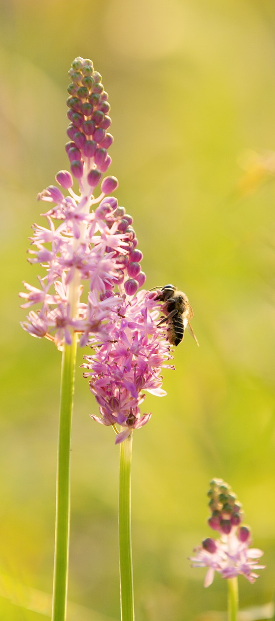 flower bee insect free photo