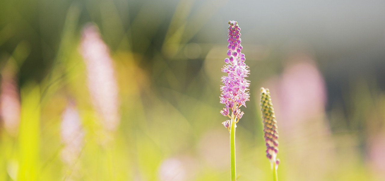 flower romantic flora free photo