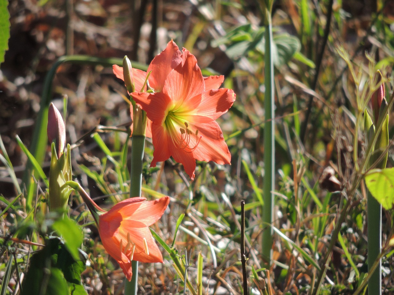 lily flower orange colour free photo