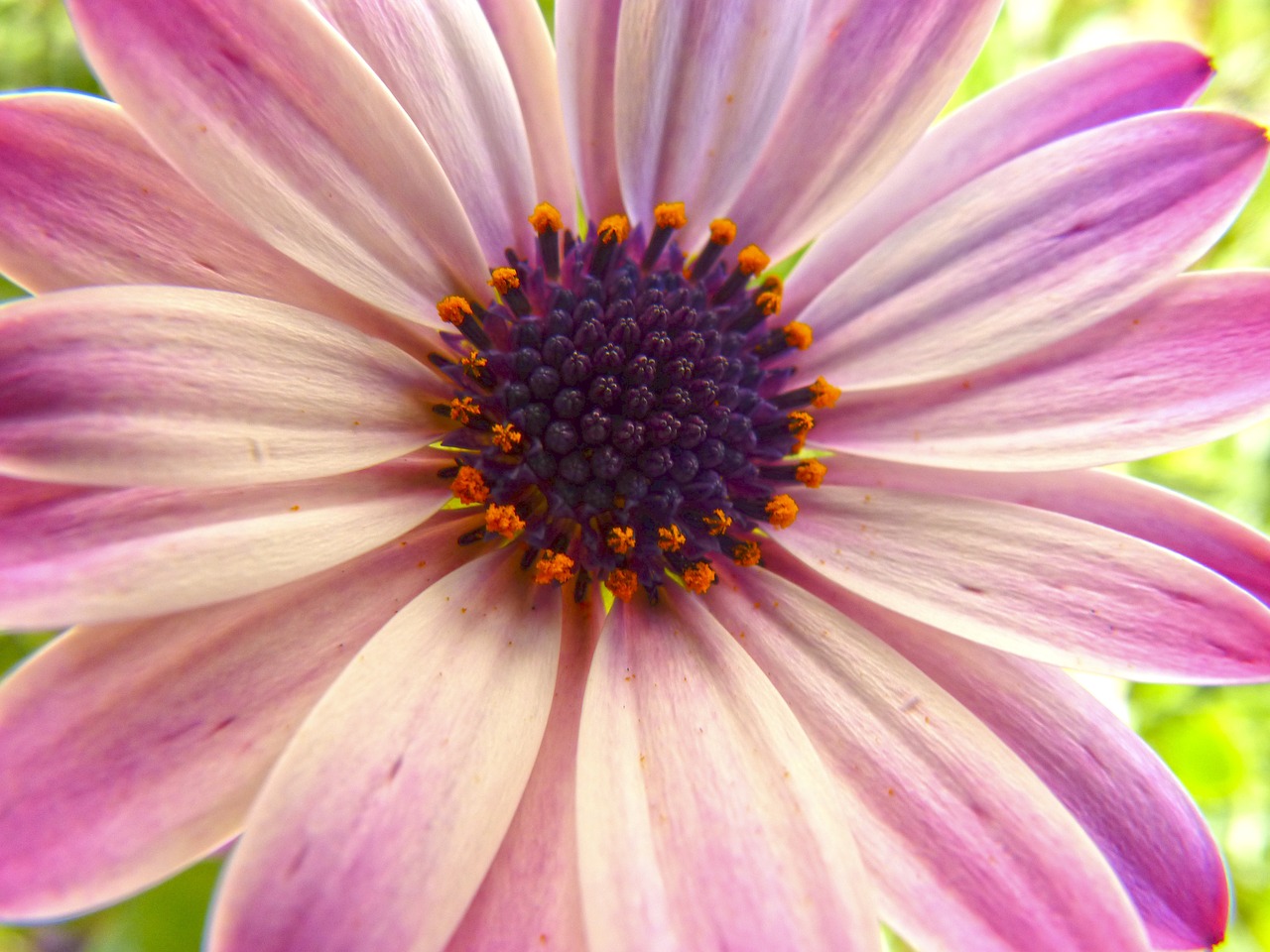 flower petals chalice free photo