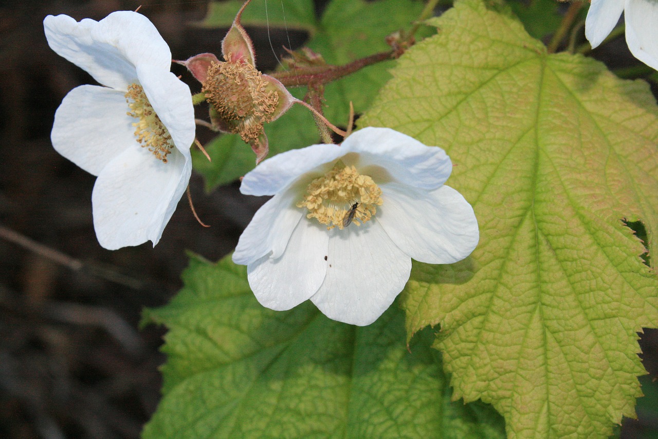 flower white white flower free photo