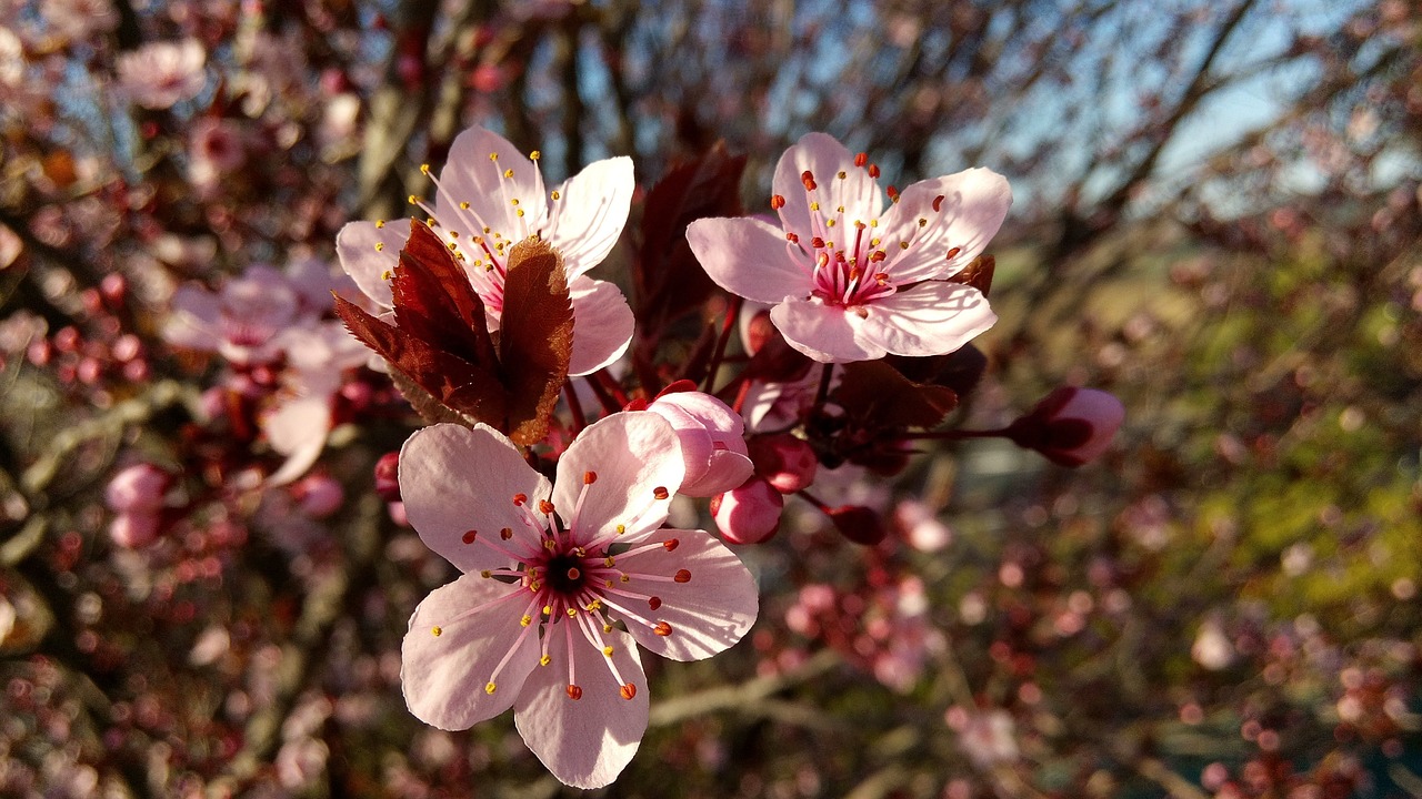 flower almond tree spring free photo