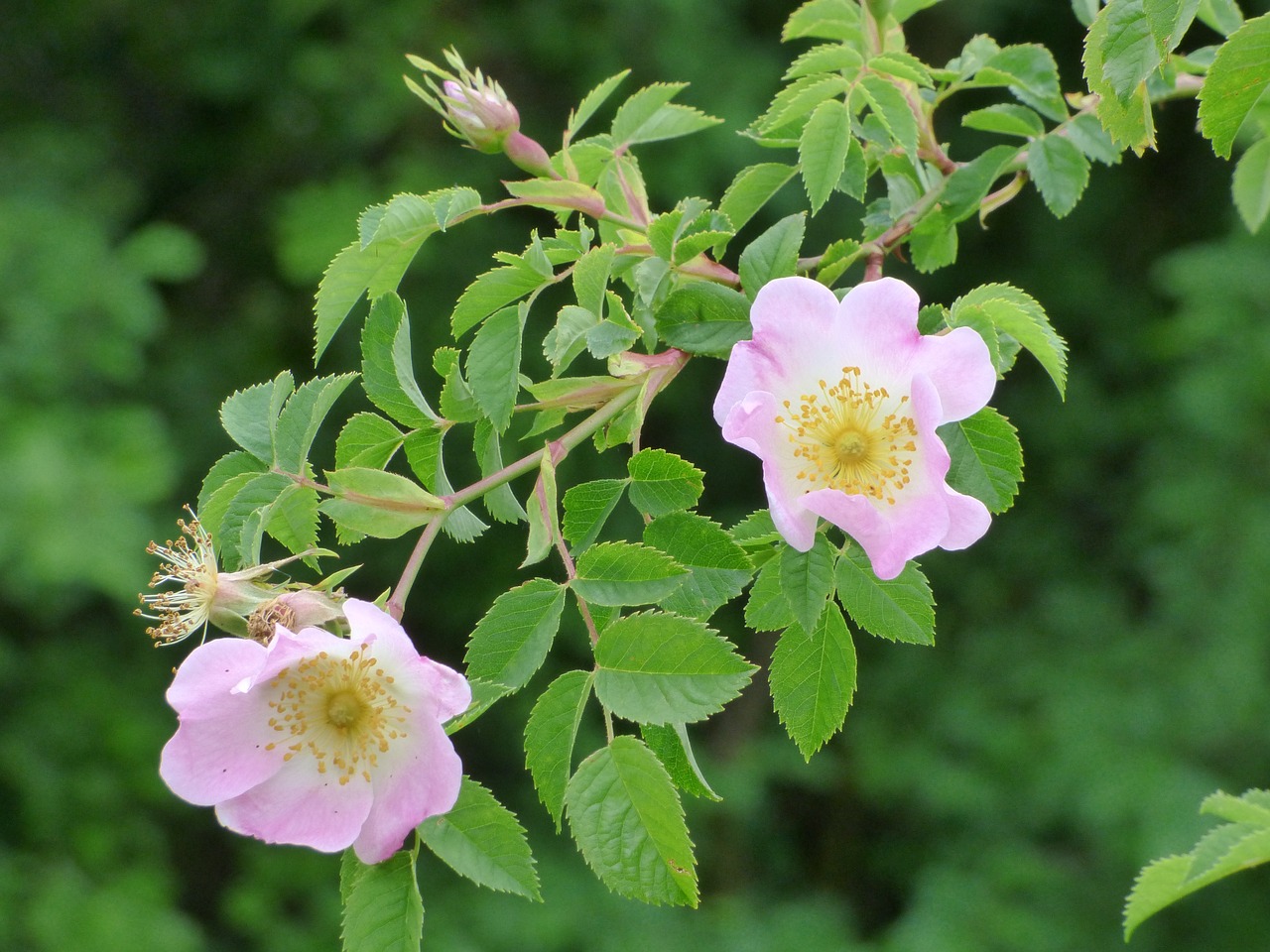 rose wild flowers blooming free photo