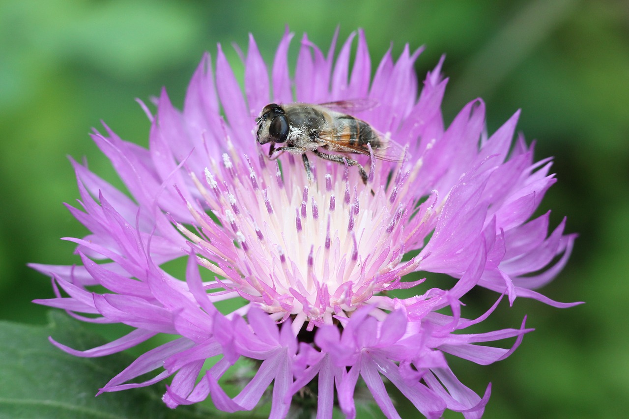 flower fly hoverfly insect free photo