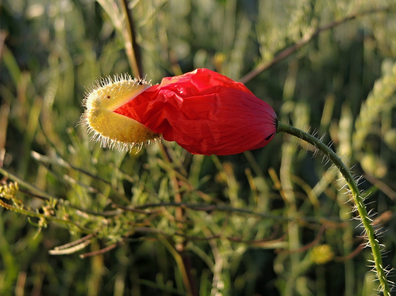 flower plant red weed free photo