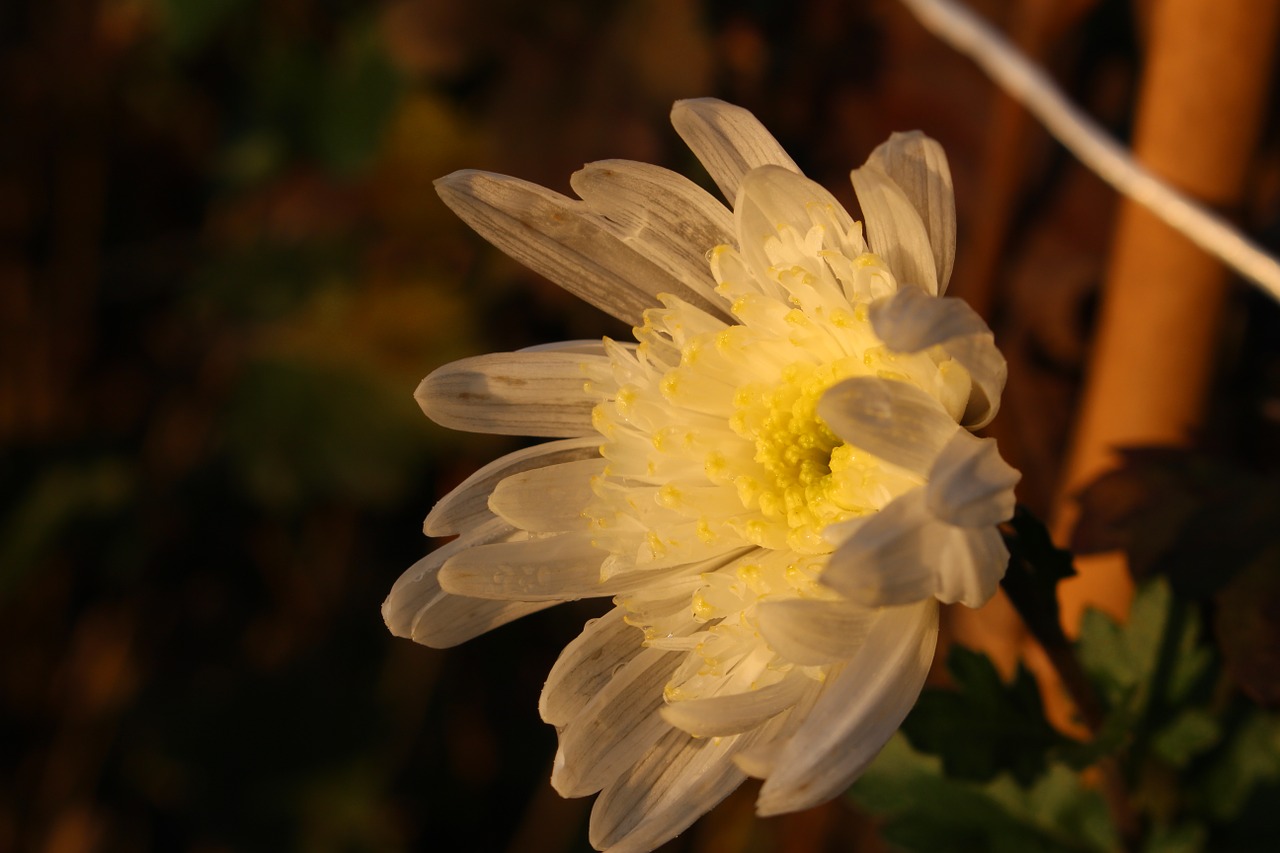 flower last flower autumn free photo