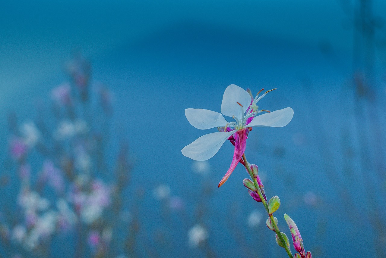 flower blue natural free photo