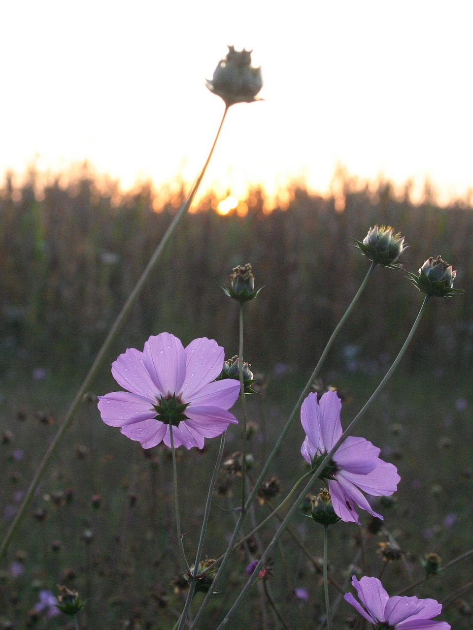 flower dawn awakening free photo