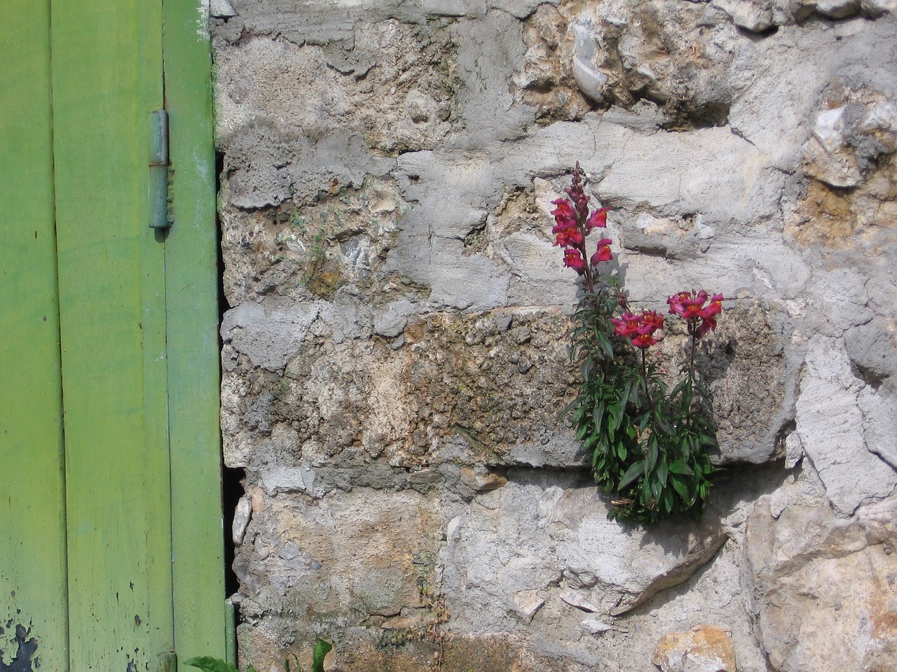 flower stone wall outdoor free photo