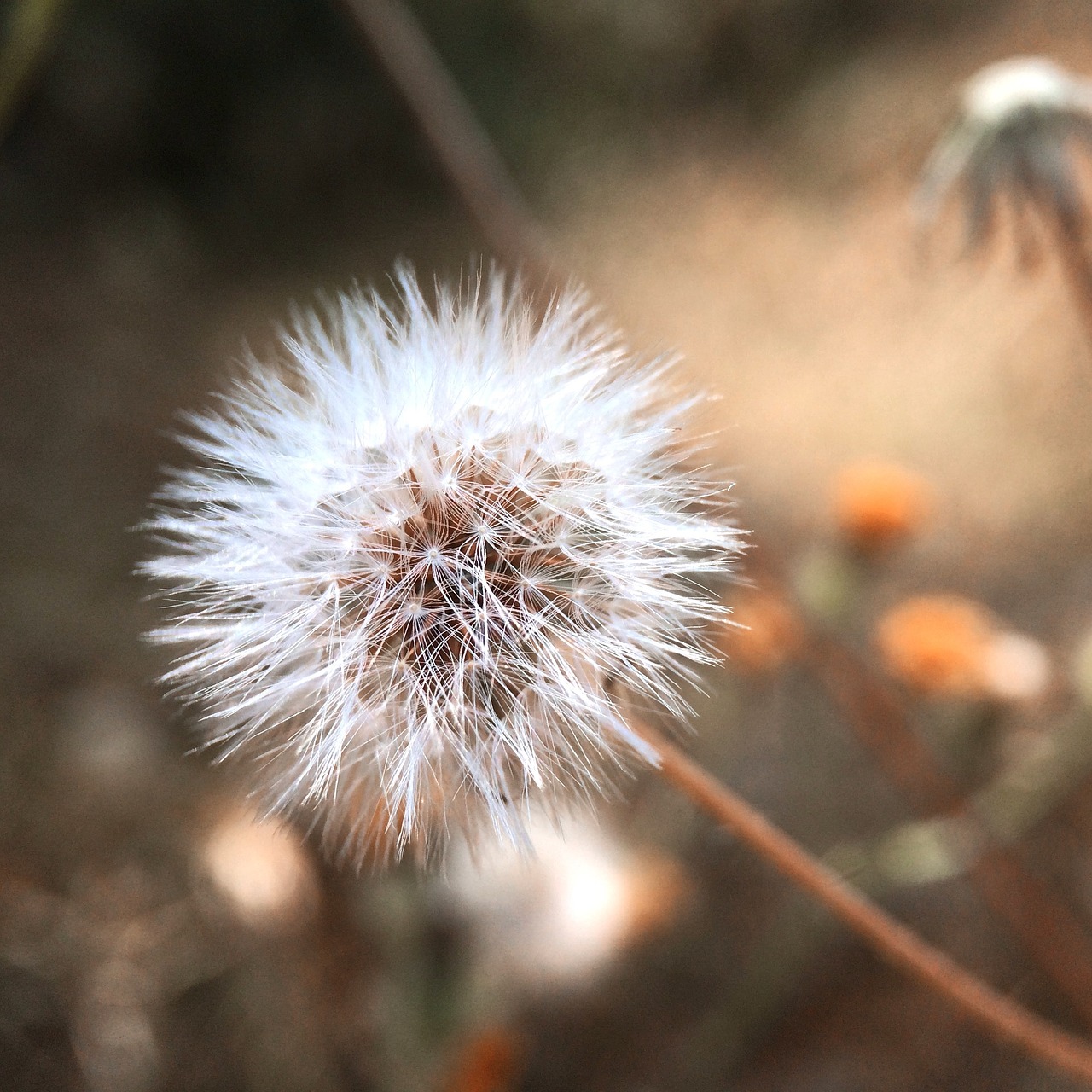 flower plant nature free photo