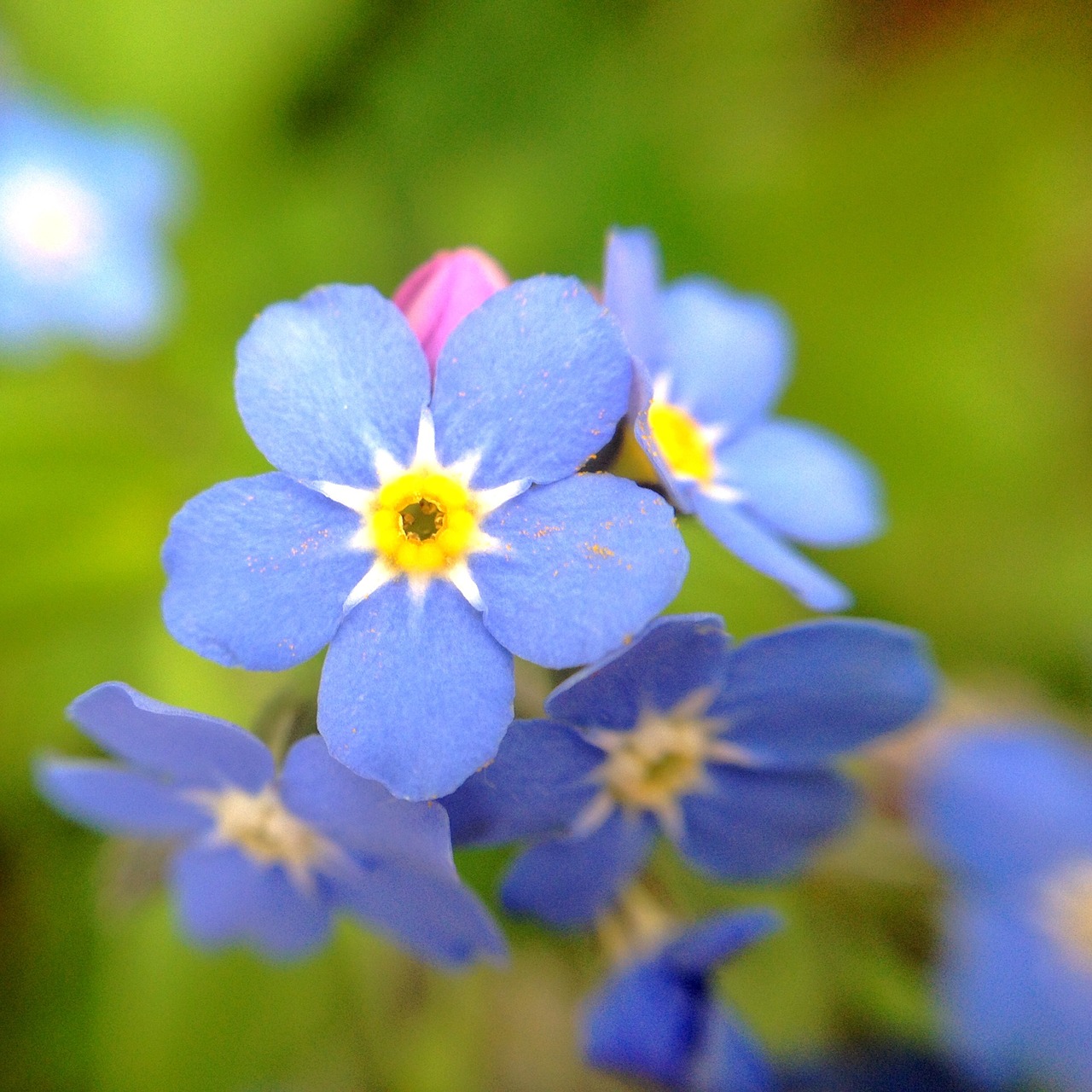 forget me not flower plant free photo
