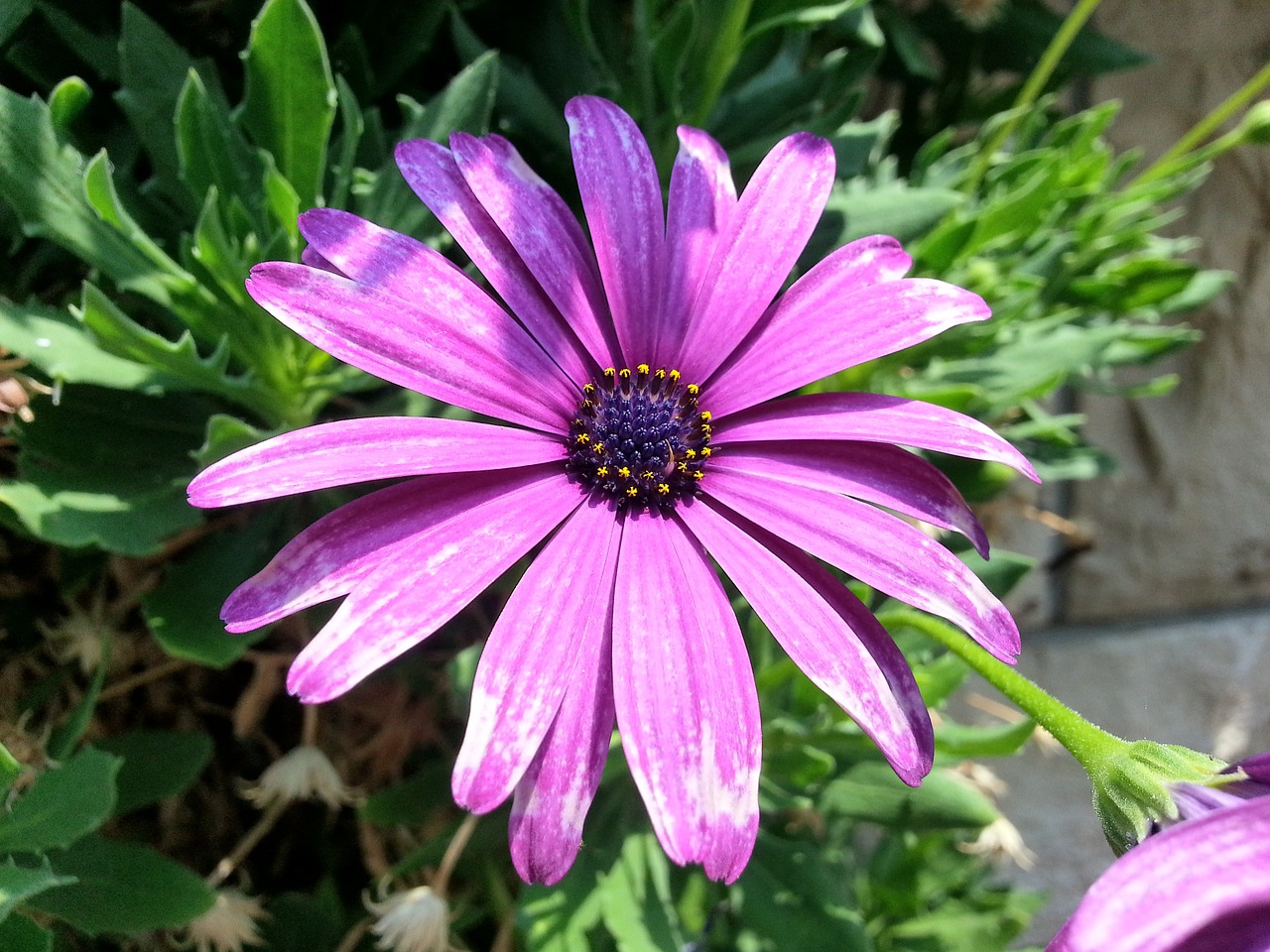 daisy purply flower free photo