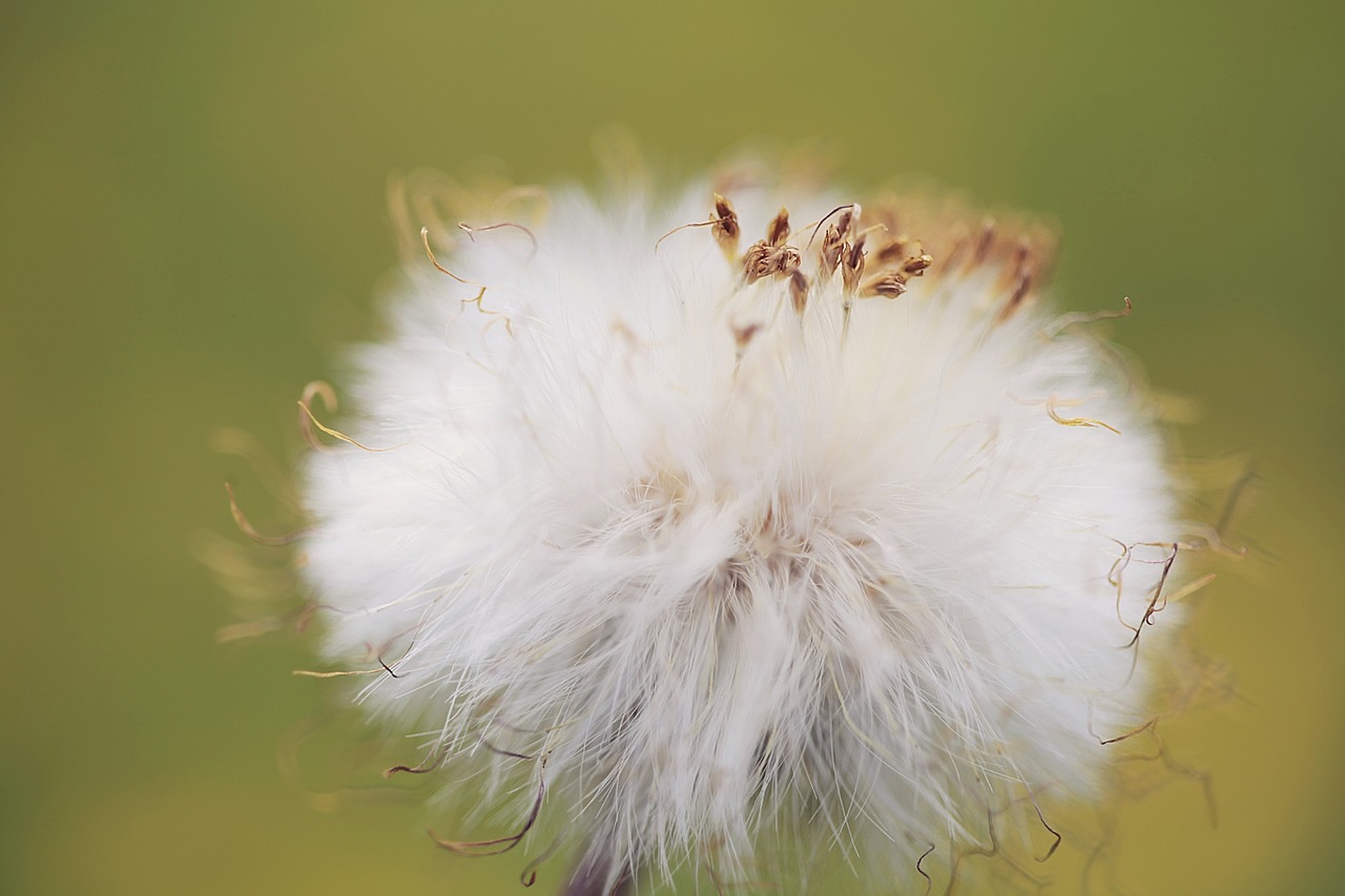 dandelion flower seed free photo